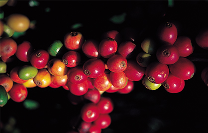識別咖啡豆：阿拉比卡及羅布斯塔