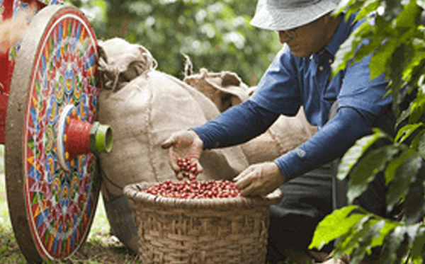 2. Harvesting